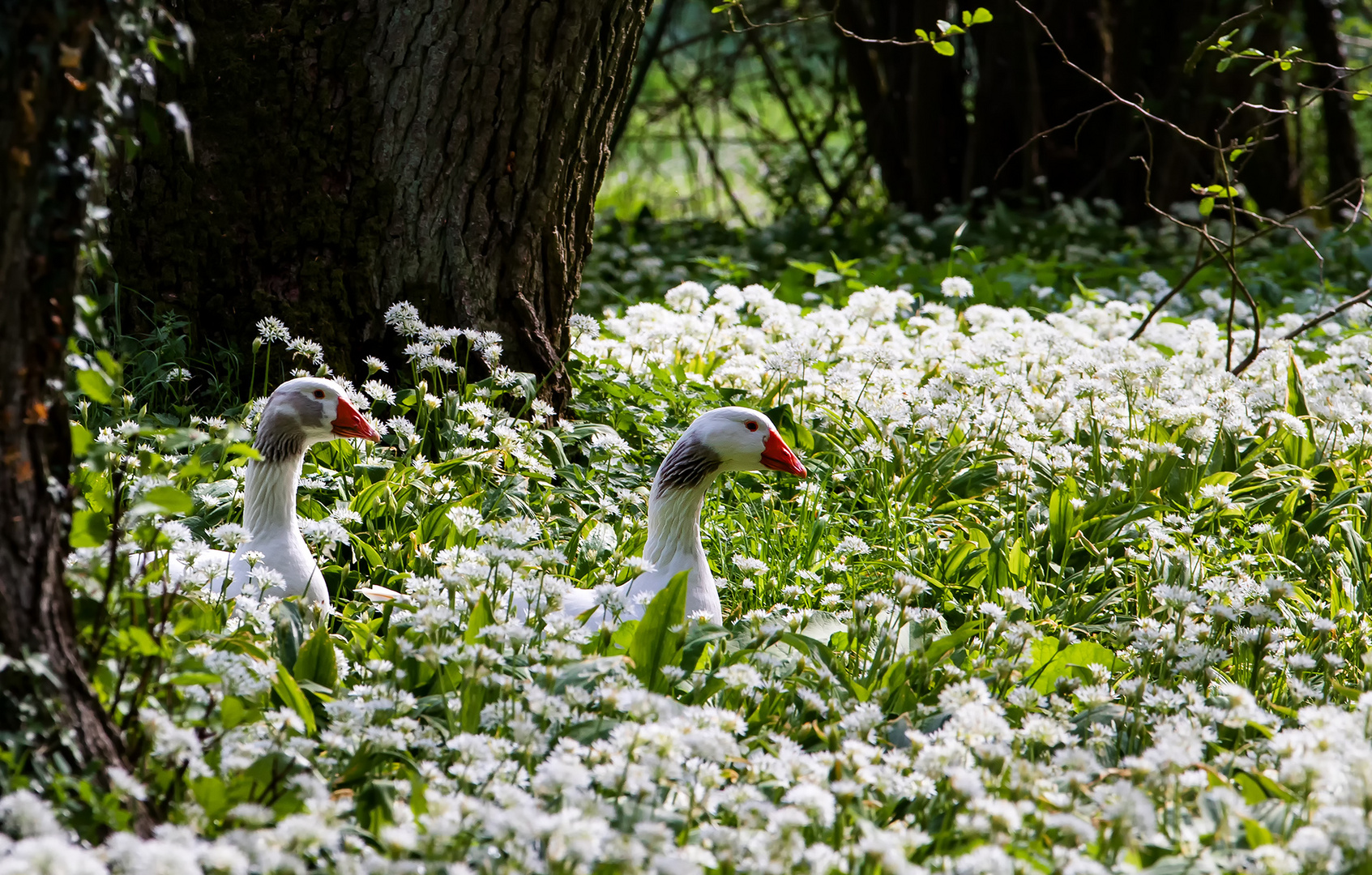 Gänse im Bärlauch