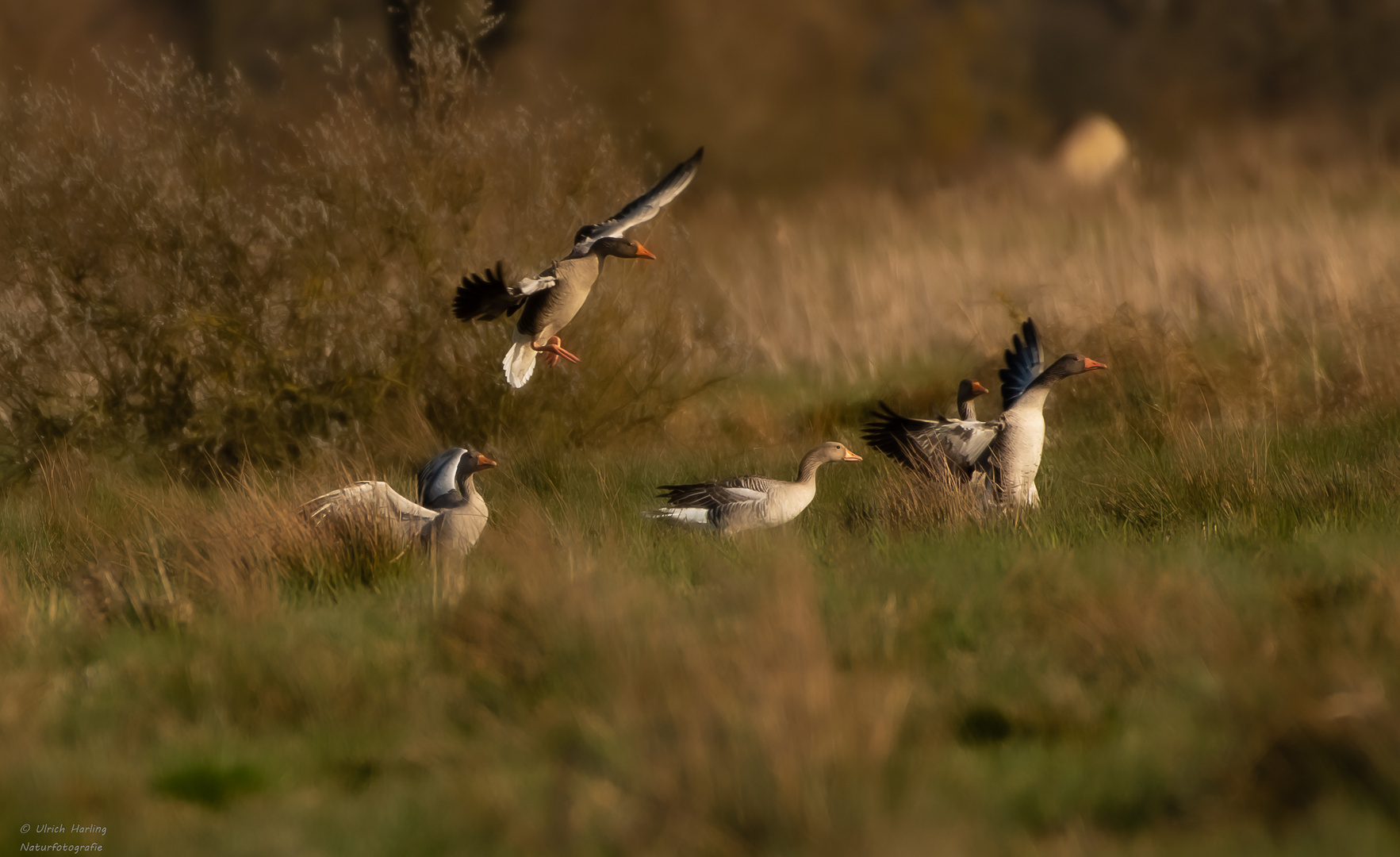 Gänse Im Drömling-1