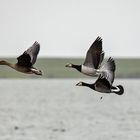 Gänse im Flug 001