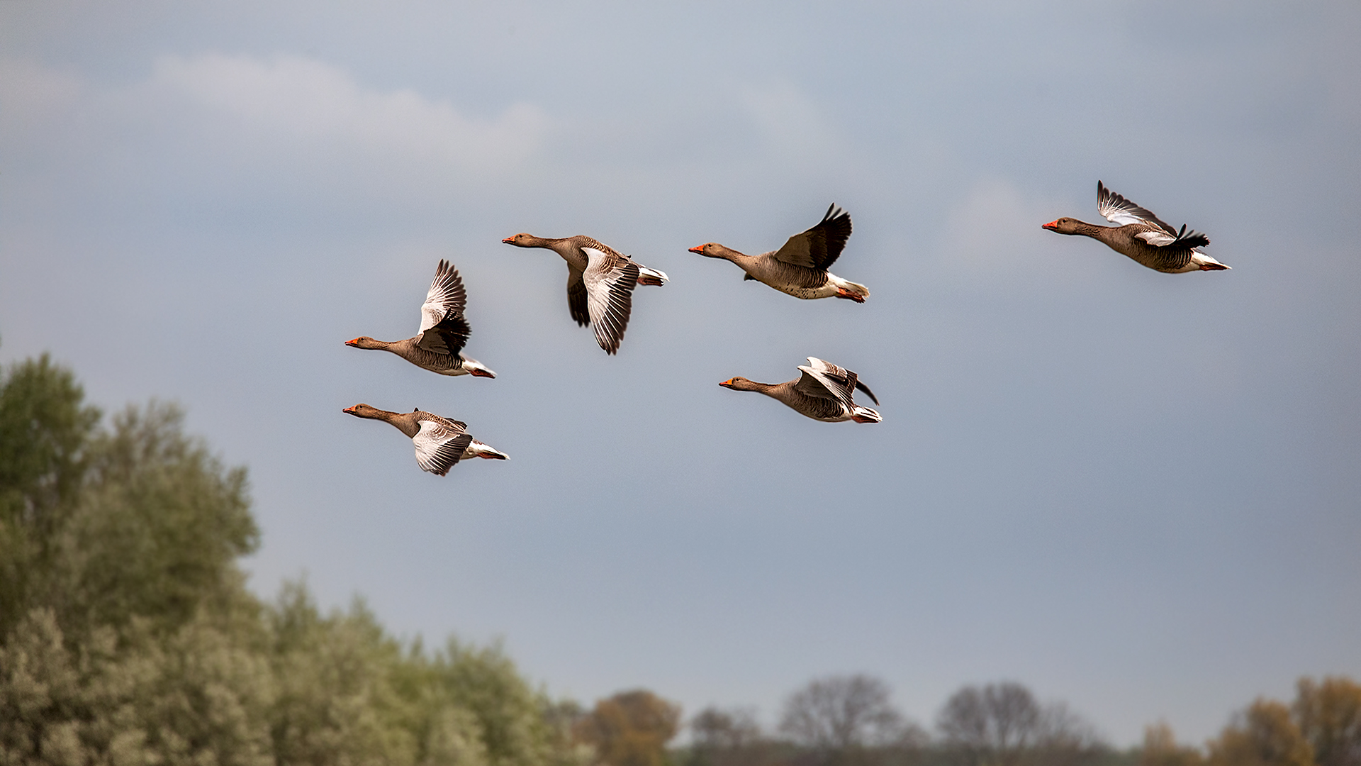 Gänse im Flug 001