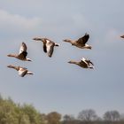 Gänse im Flug 001