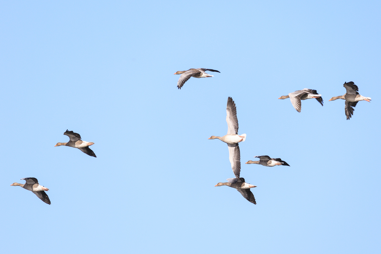 Gänse im Flug-0146-2