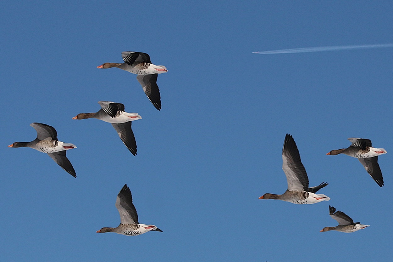 Gänse im Flug