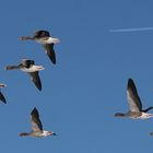 Gänse im Flug