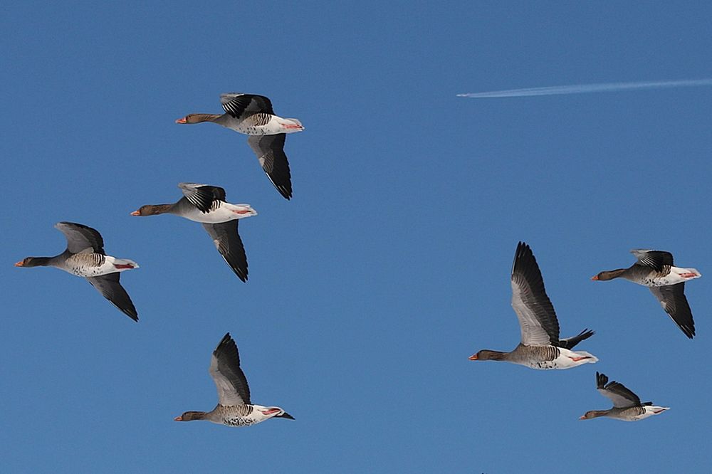 Gänse im Flug