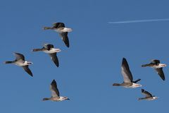 Gänse im Flug