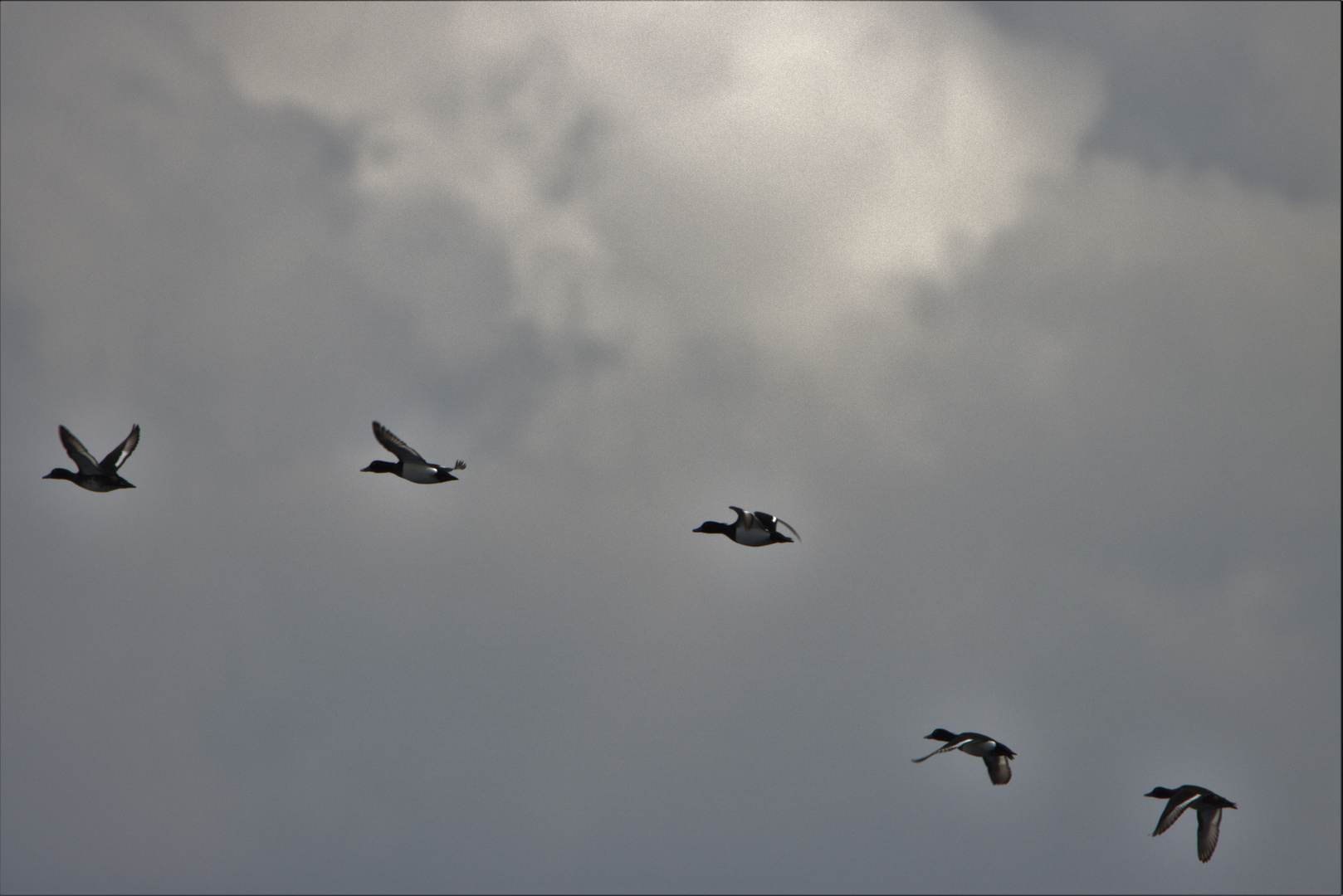 Gänse im Flug