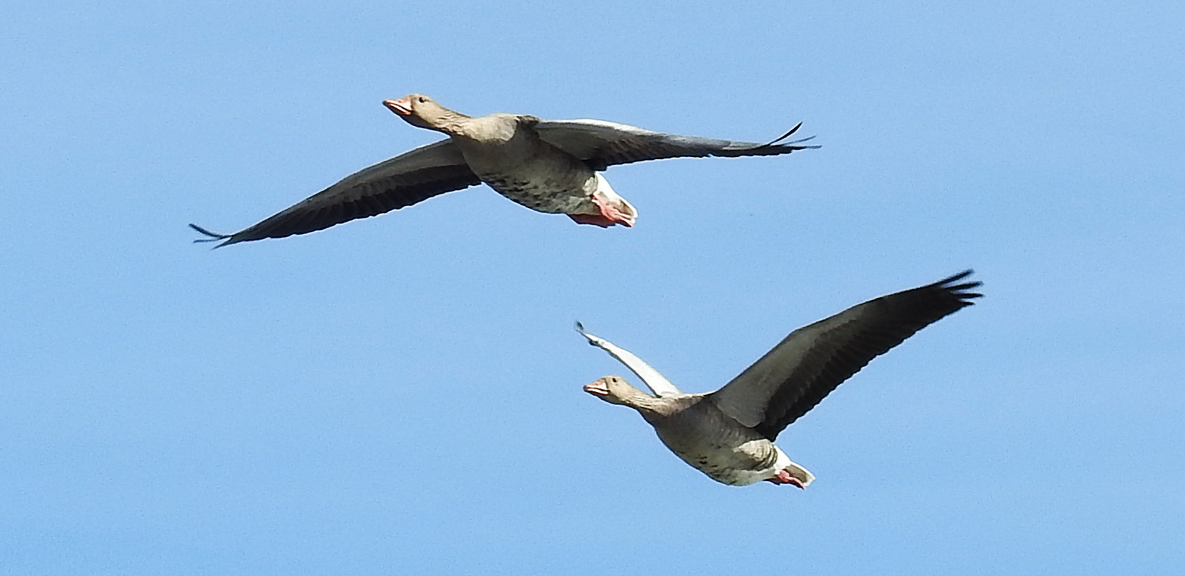 Gänse im Flug 2