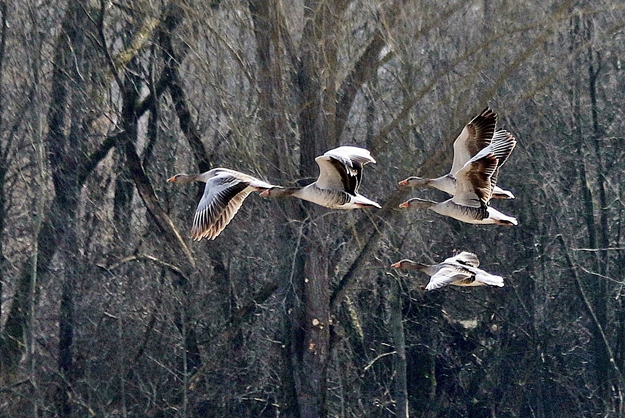 Gänse im Flug