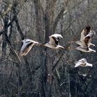 Gänse im Flug