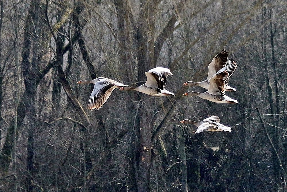 Gänse im Flug