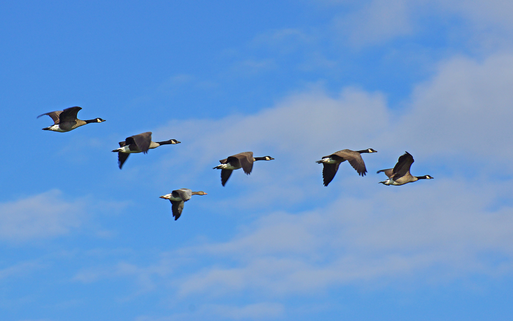 Gänse im Flug 