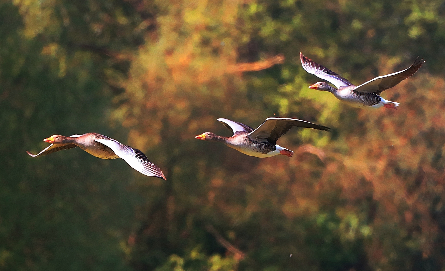 Gänse im Flug