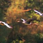 Gänse im Flug