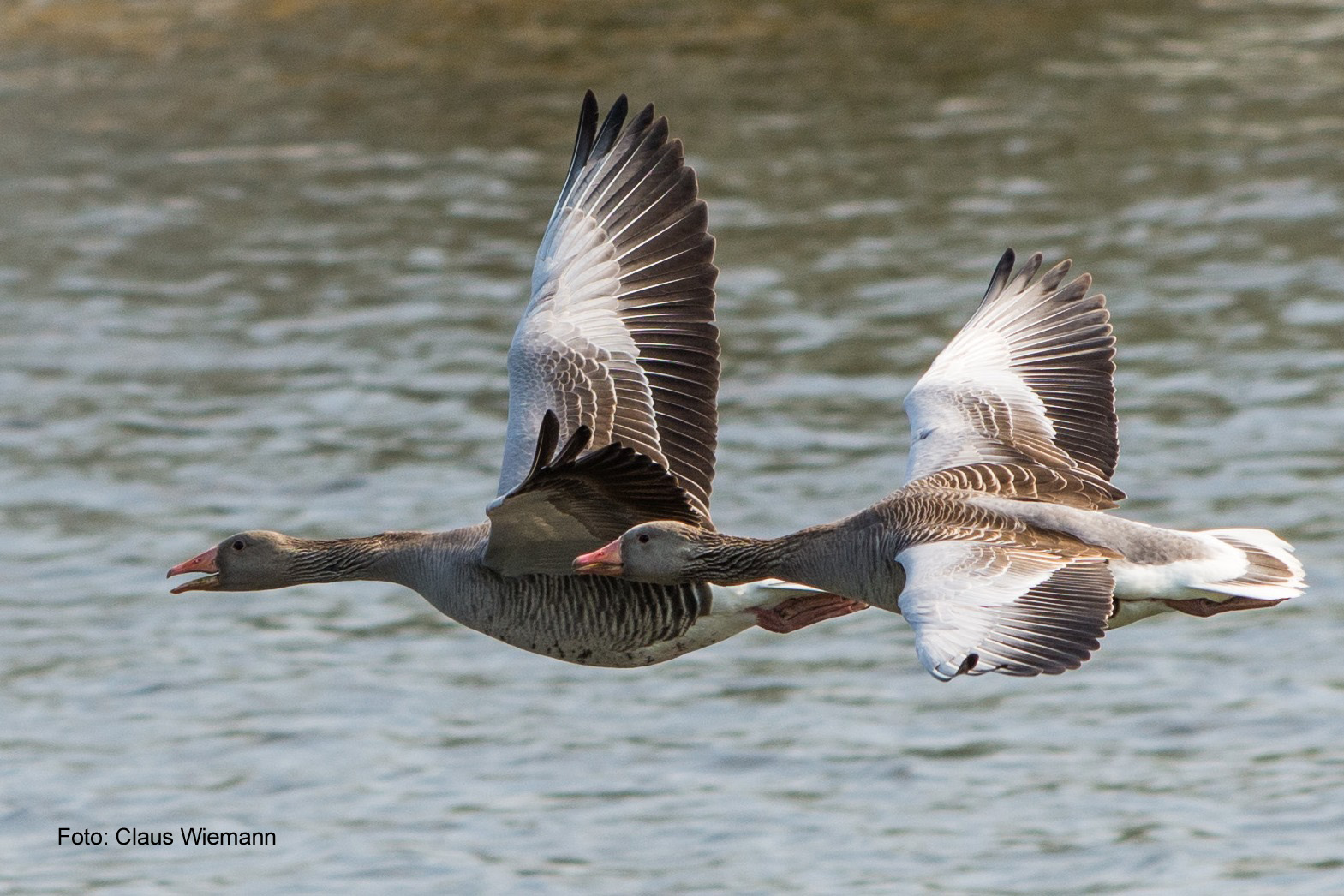 Gänse im Flug