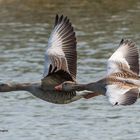 Gänse im Flug