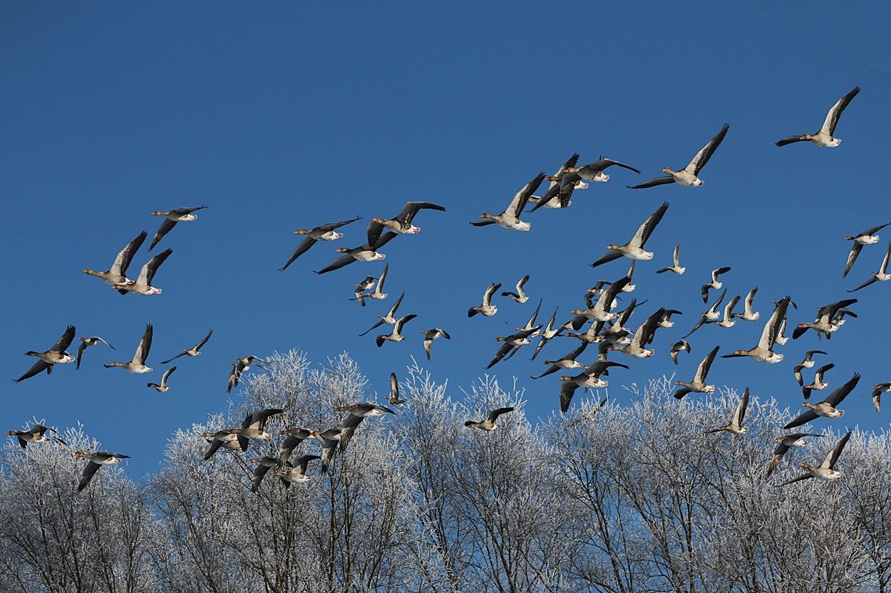 Gänse im Flug