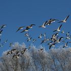 Gänse im Flug