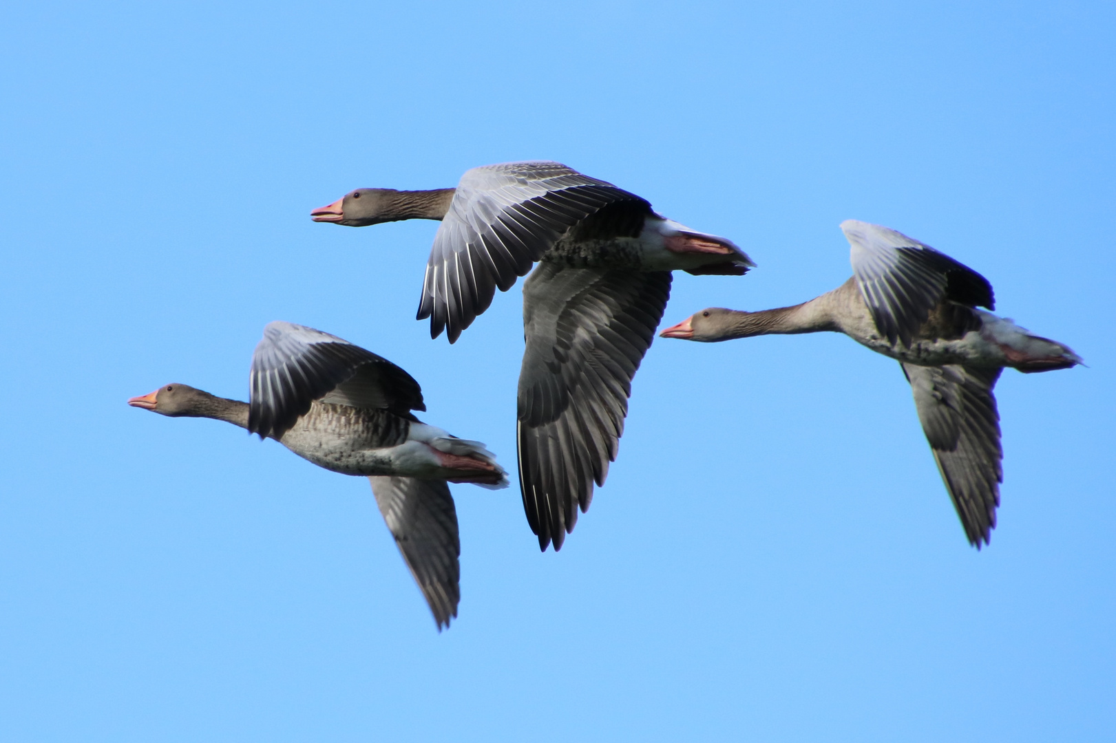 Gänse im Flug