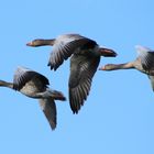 Gänse im Flug