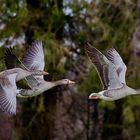 Gänse im Flug