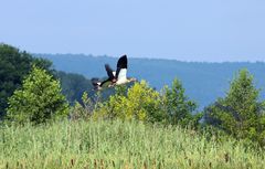 Gänse im Flug