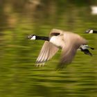 Gänse im Flug