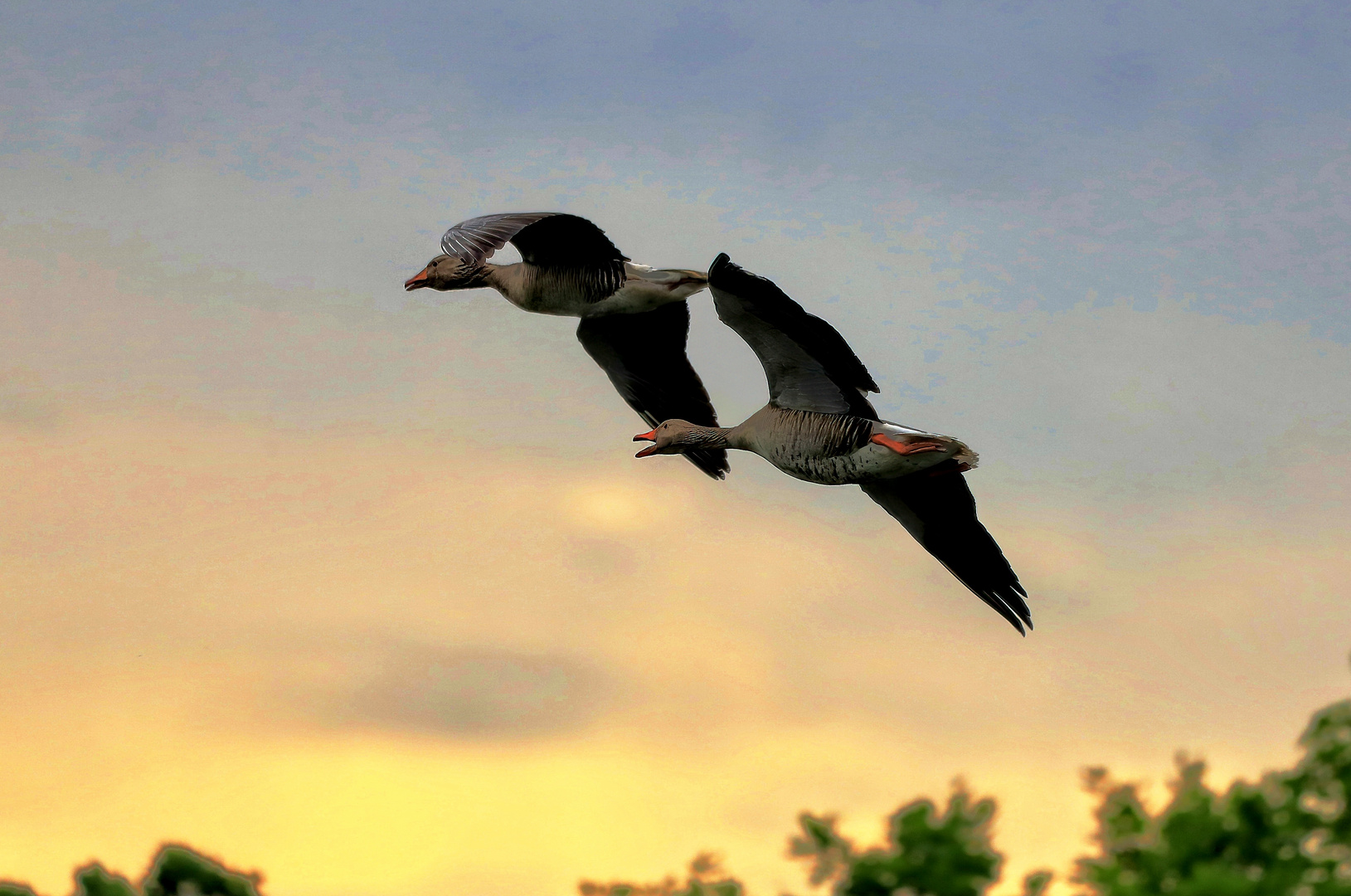 Gänse im Flug 