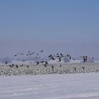 gänse im flug