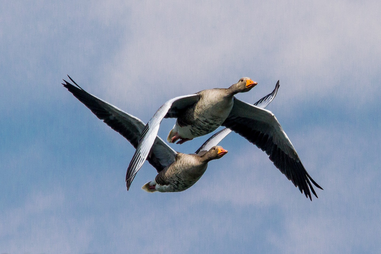 Gänse im Flug