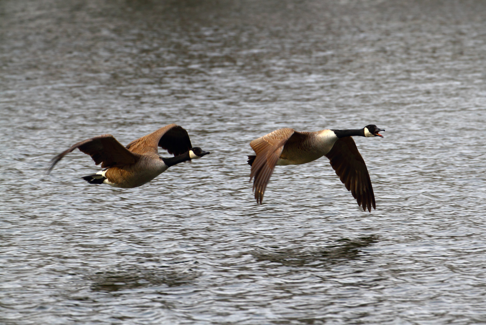 Gänse im Flug