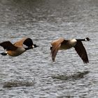 Gänse im Flug