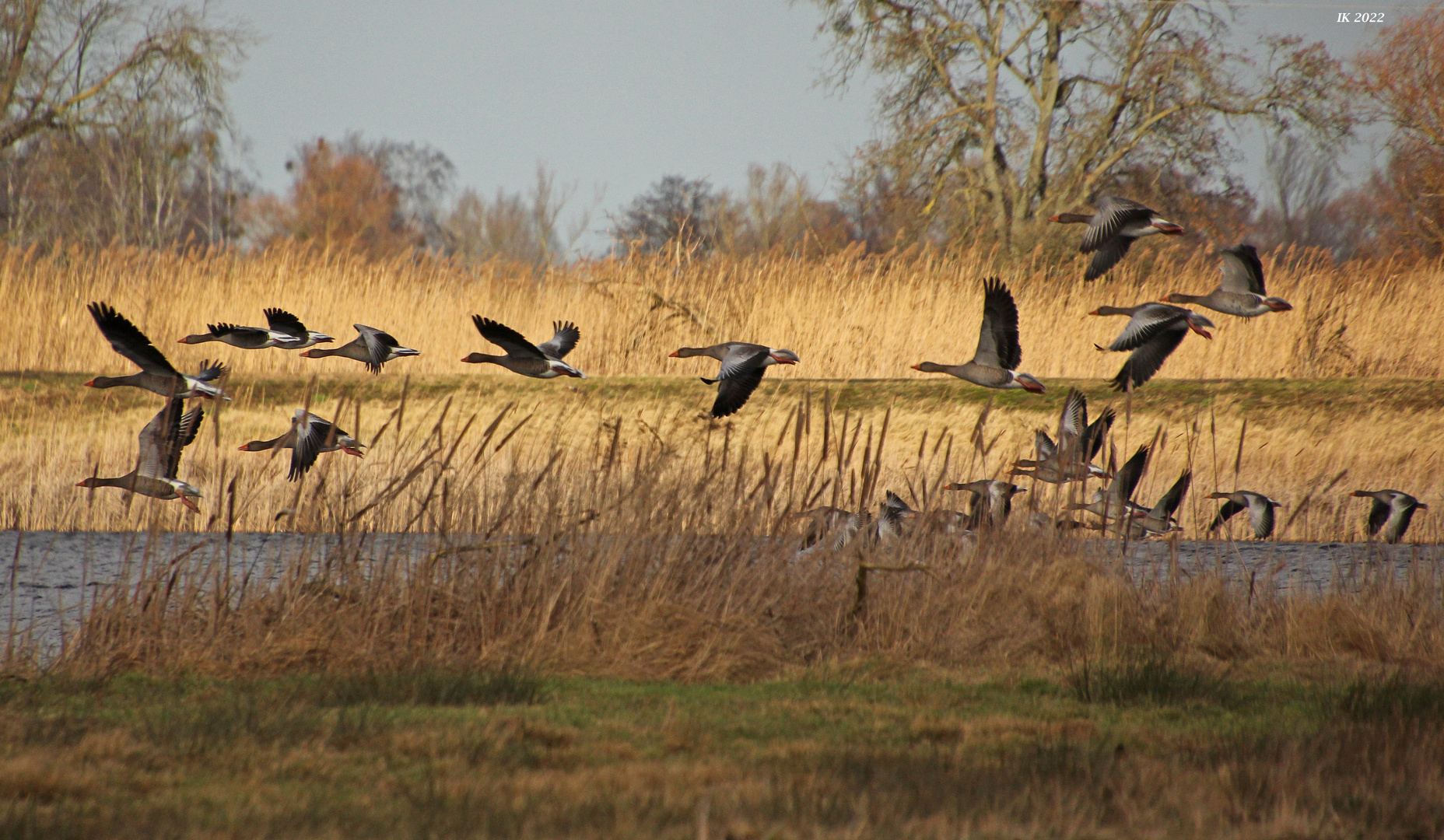 Gänse im Flug