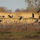 Gänse im Flug