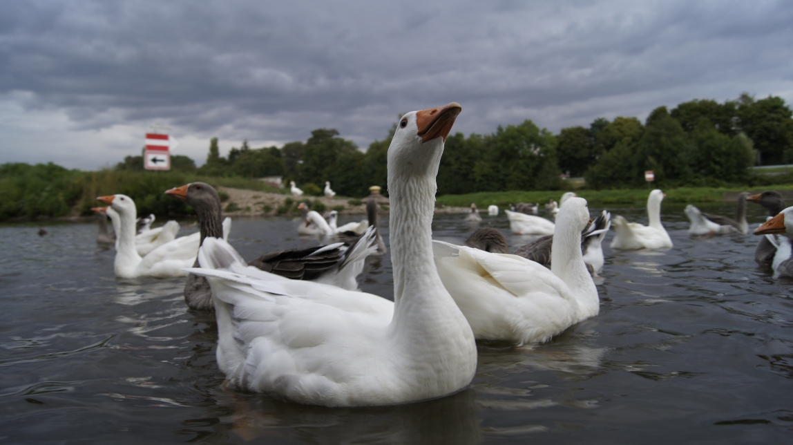 Gänse im Fluß 1