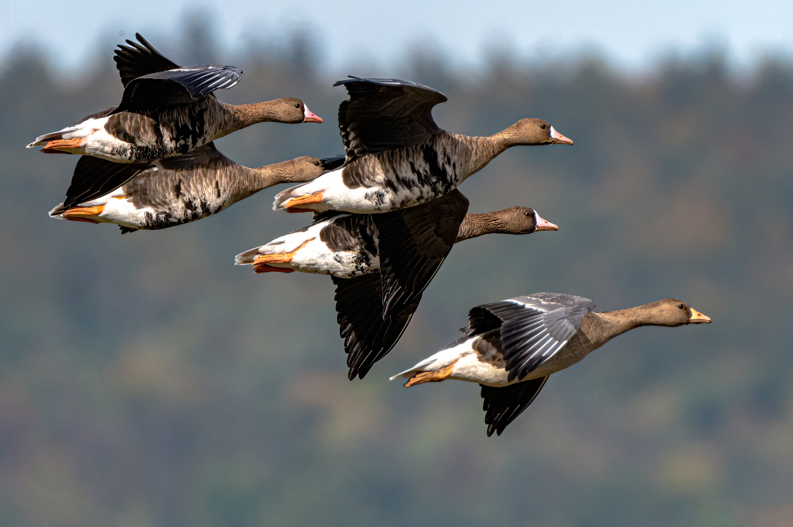 Gänse im Formationsflug