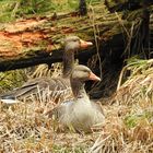 Gänse im Frühling