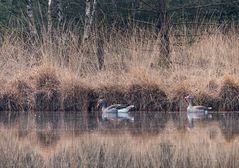 Gänse im Gildehauser Venn