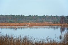 Gänse im Gildehauser Venn