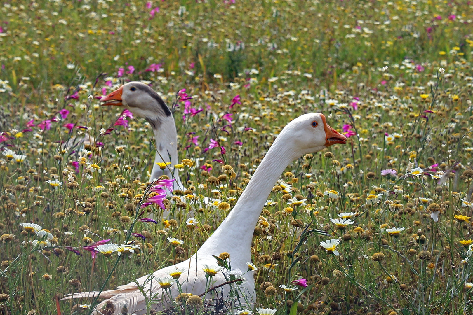 Gänse im Glück ...