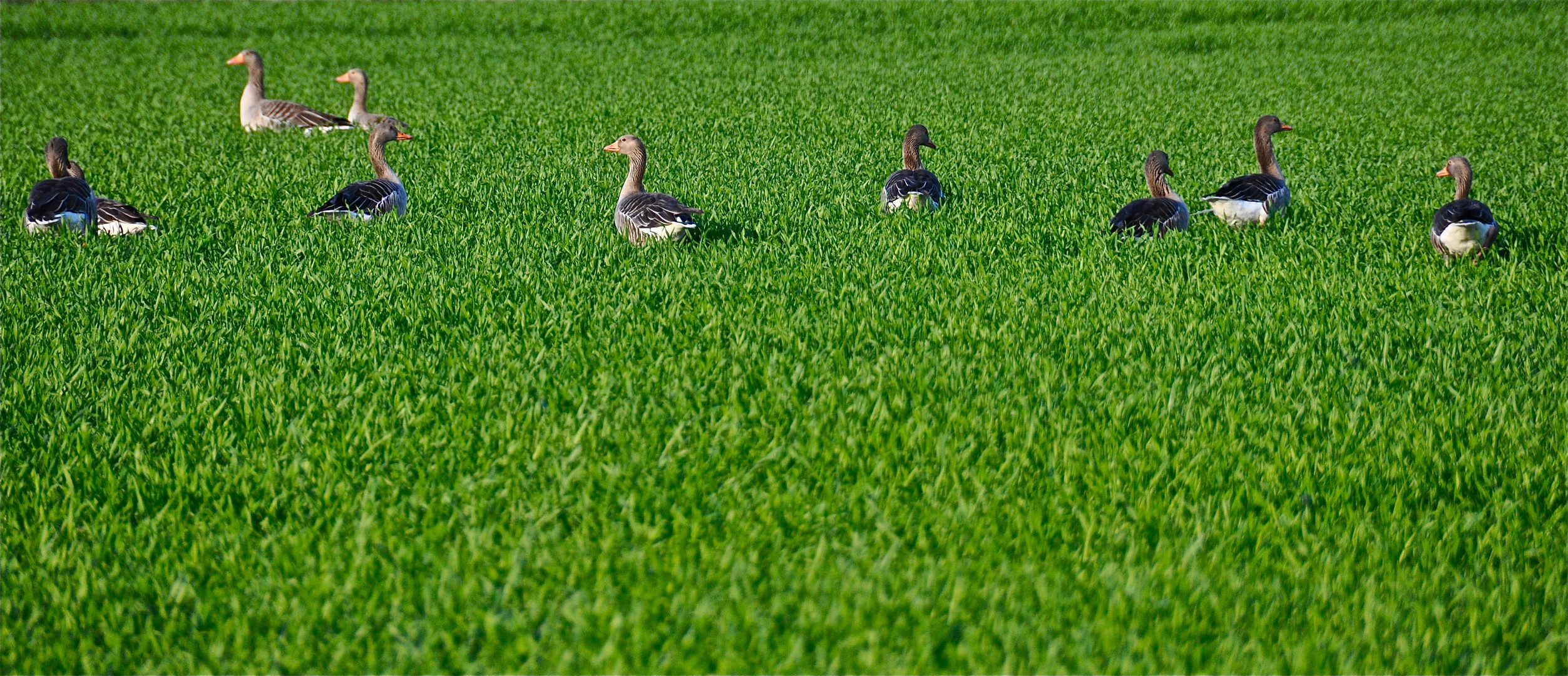 Gänse im Gras am Steinhorster Becken