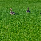 Gänse im Gras am Steinhorster Becken