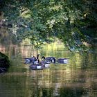 Gänse im Grünen