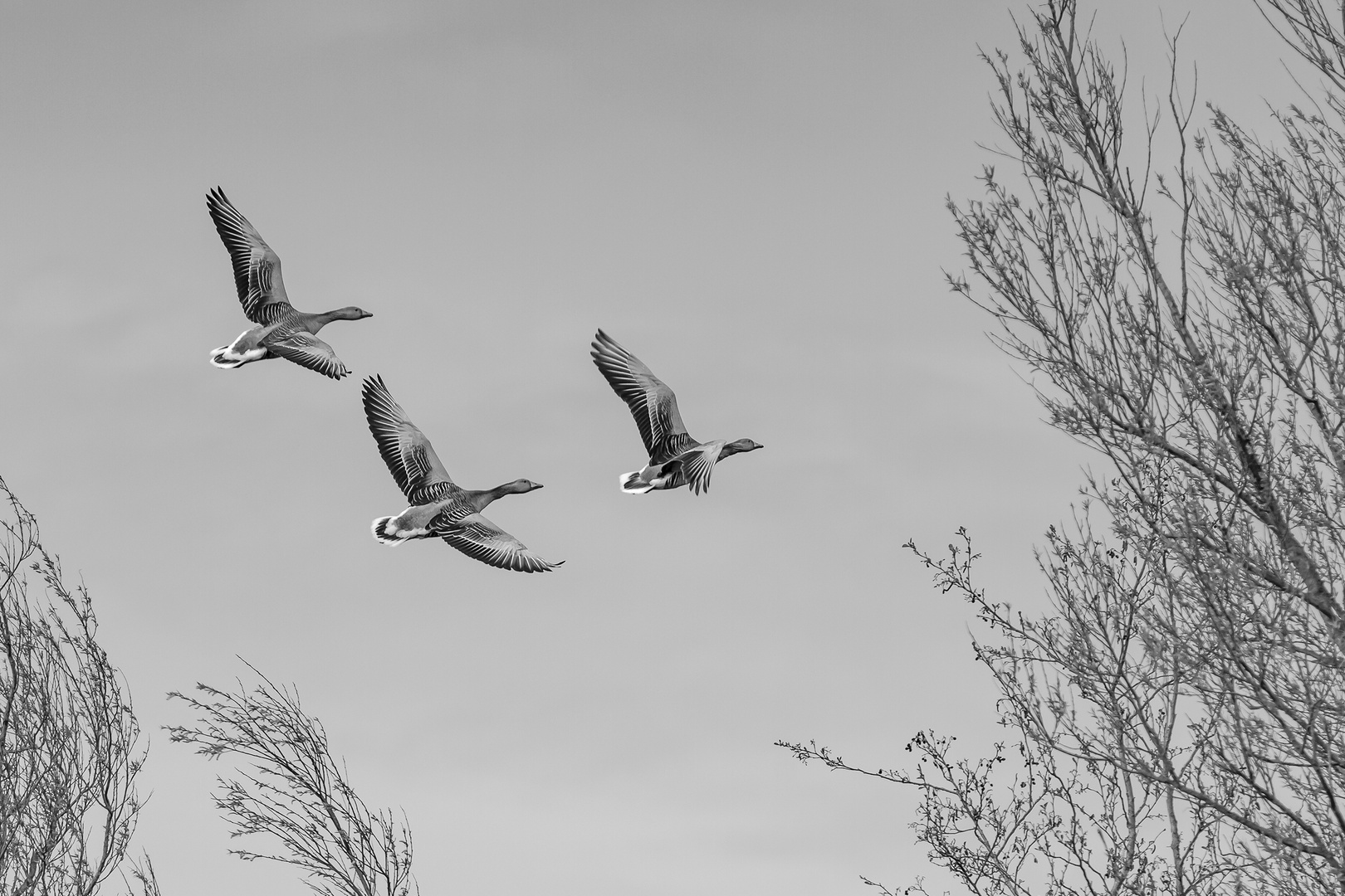 Gänse im Herbst