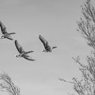 Gänse im Herbst