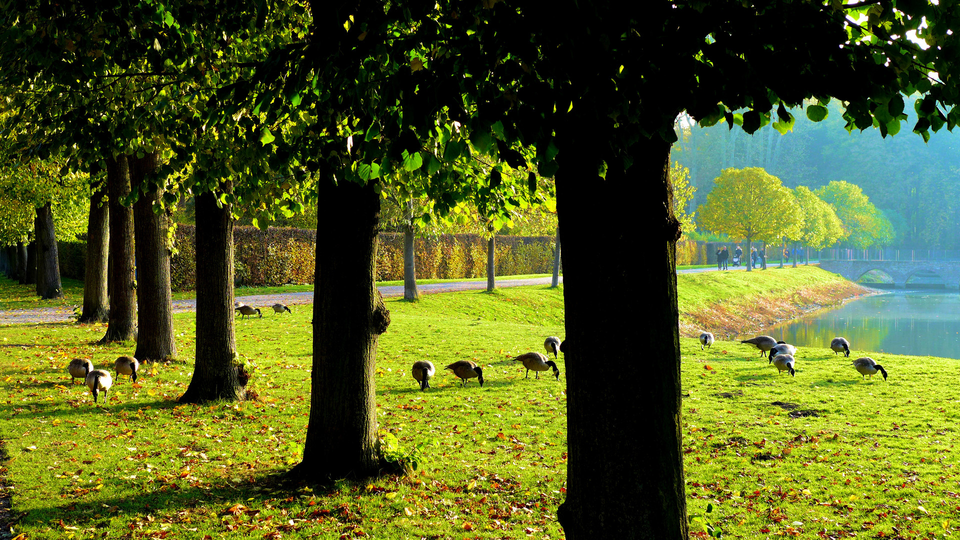 Gänse im Herbst