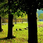 Gänse im Herbst