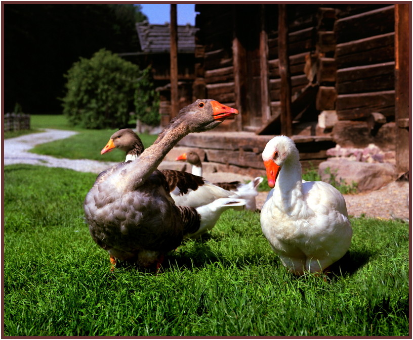 Gänse im Hof