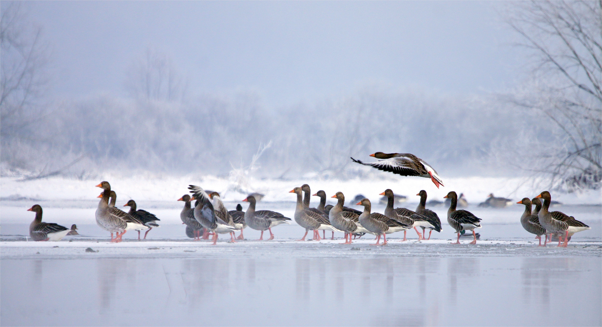 Gänse im Kältedunst