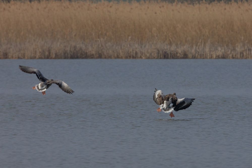 Gänse im Landeanflug